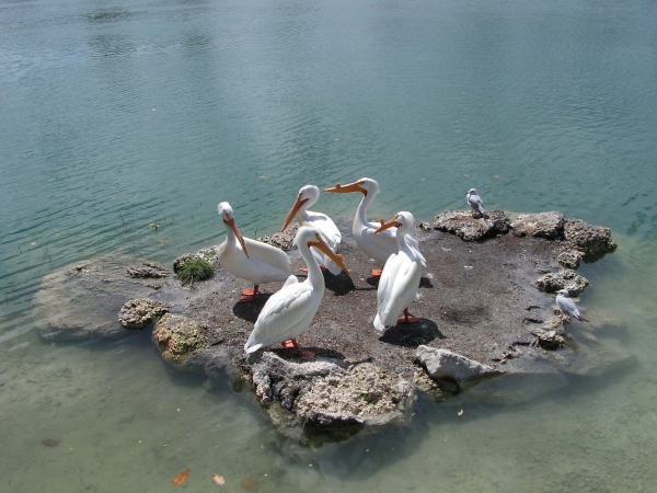 Creation of Guano Distribution: Step 1